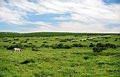 addo scan500.jpg
